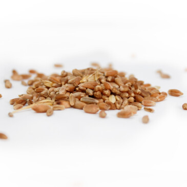 Trigo Entero Orgánico - Saco De 24 Kg